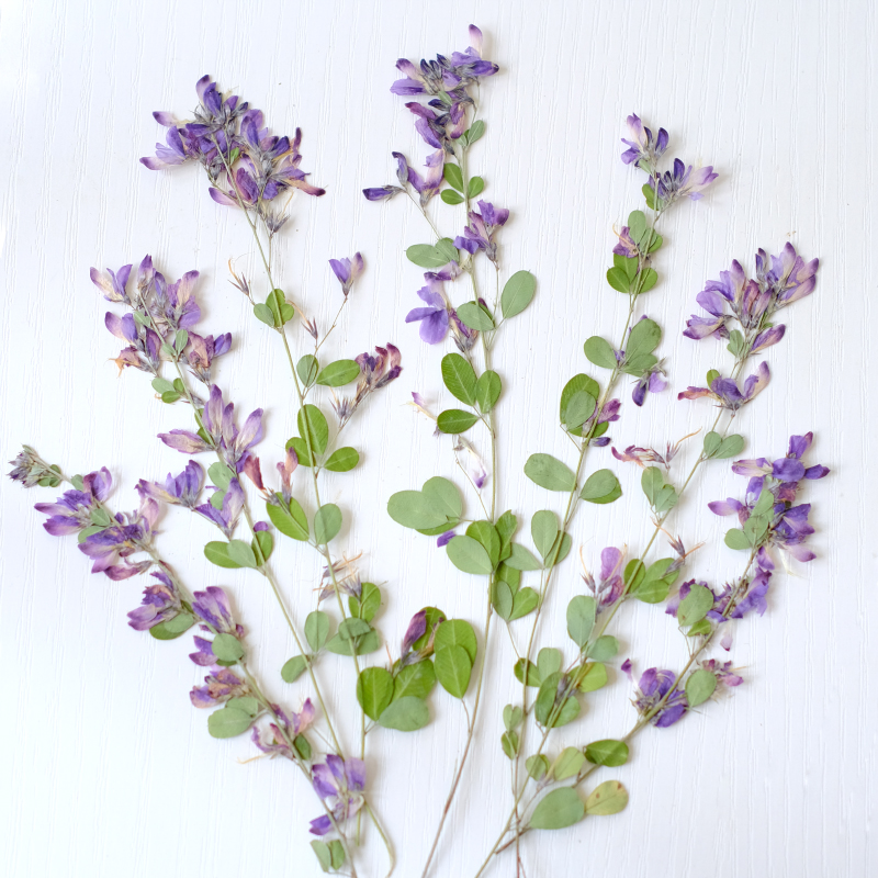 6個入り、天然レスペデザのドライプレスフラワー、植物標本絵画 - Resin Art Photo Frame のレビューと価格