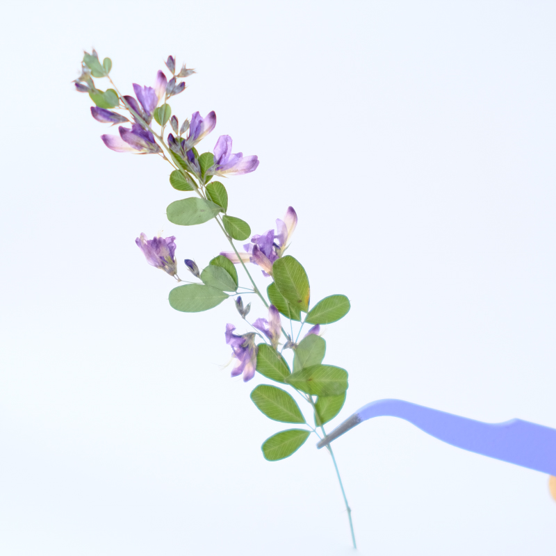 6個入り、天然レスペデザのドライプレスフラワー、植物標本絵画 - Resin Art Photo Frame のレビューと価格