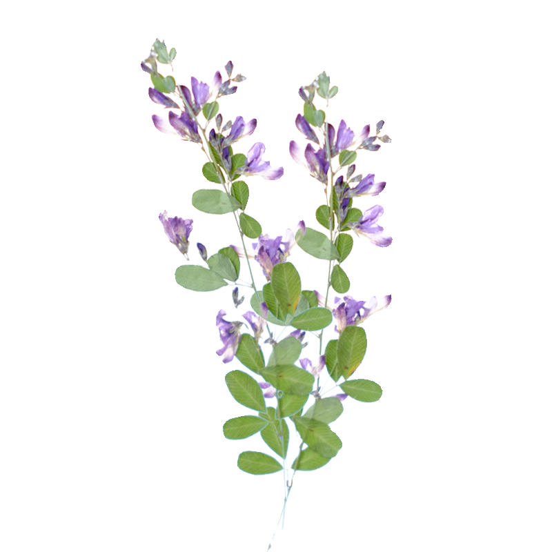 6個入り、天然レスペデザのドライプレスフラワー、植物標本絵画 - Resin Art Photo Frame のレビューと価格