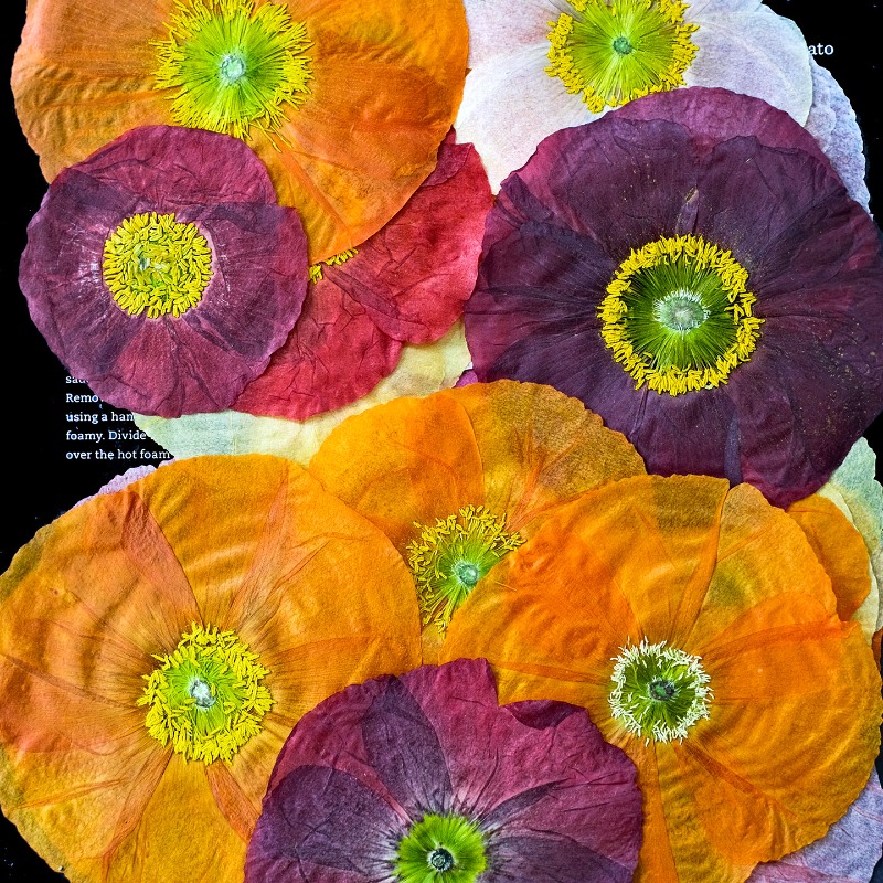 1個入り、天然野薬草押し花DIY樹脂型スクラップブック植物フ - Resin Art Photo Frame のレビューと価格