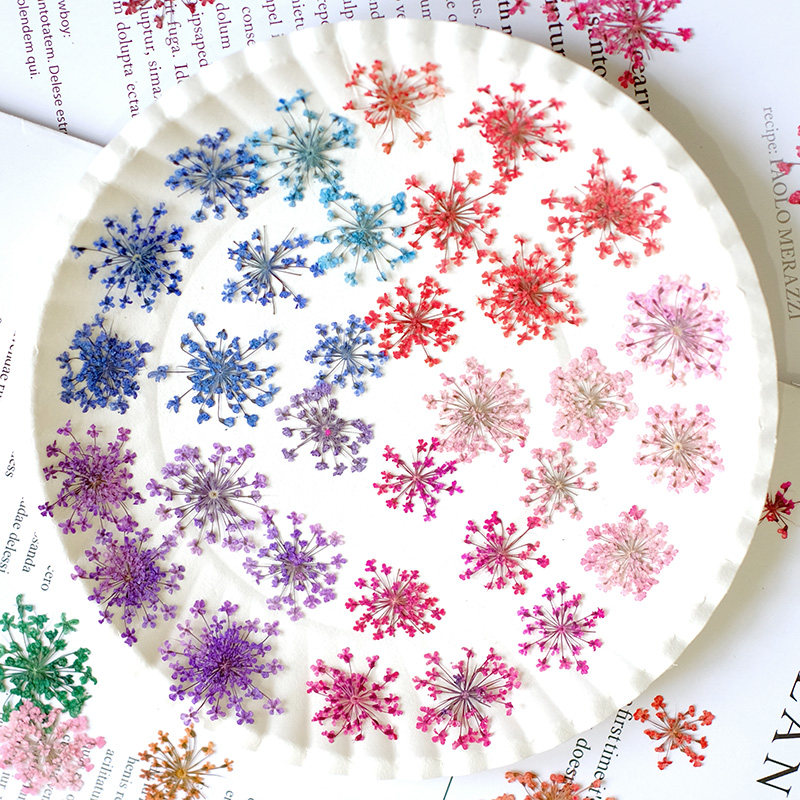 24個、2-2.5cm、自然染めミニレース押し花花びら、ドラ - Resin Art Photo Frame のレビューと価格